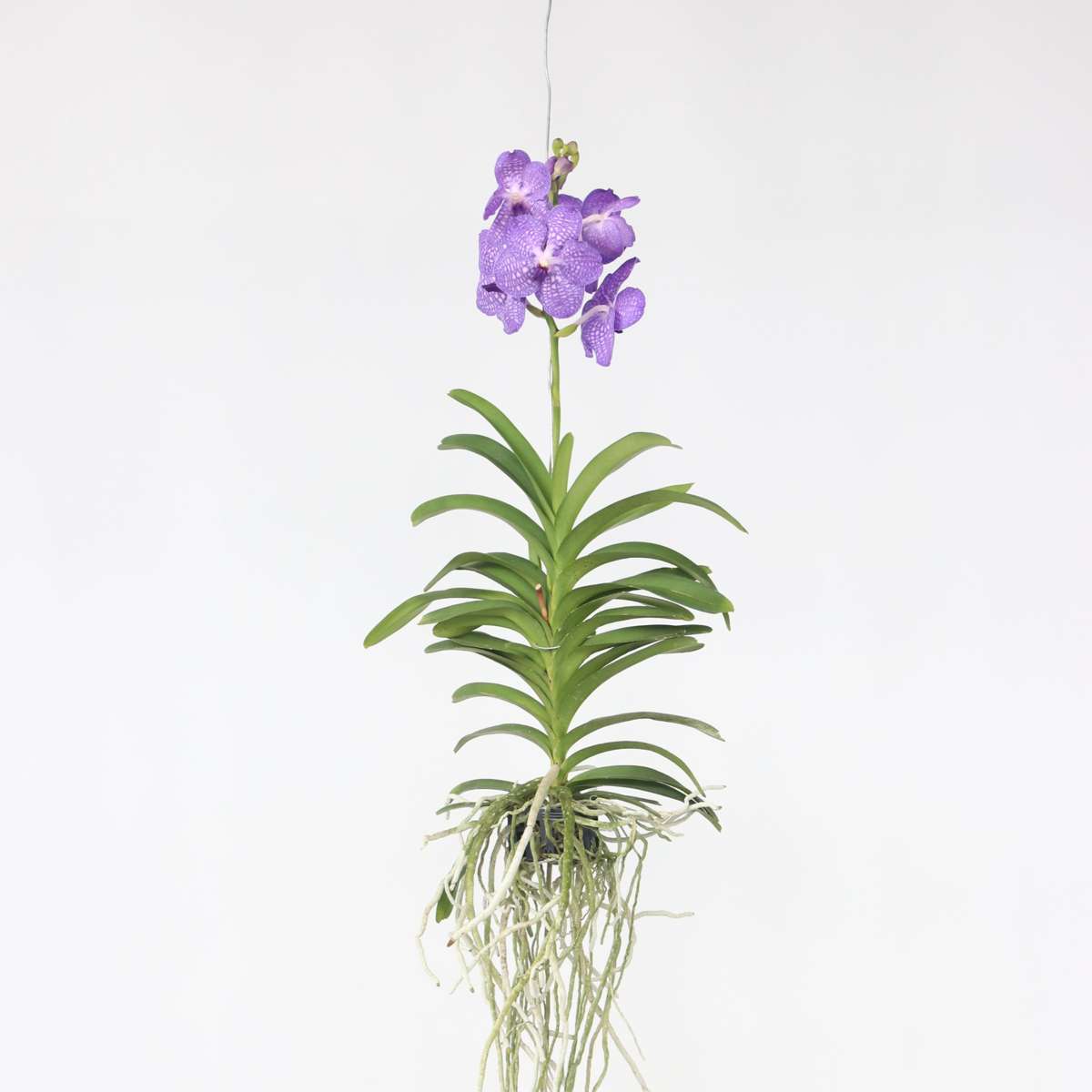Florastore Vanda Orkidé - Vanda 'Blue' - Höjd 55-65Cm