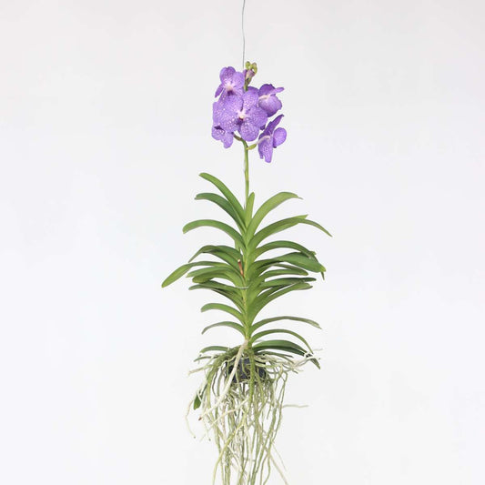 Florastore Vanda Orkidé - Vanda 'Blue' - Höjd 55-65Cm
