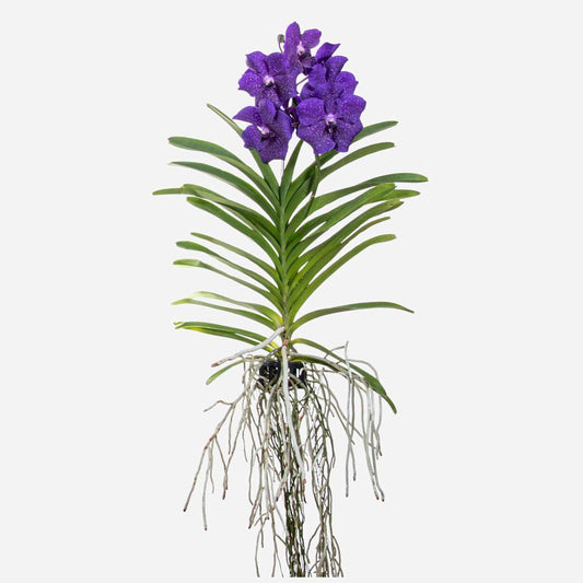 Vanda Orkidé - Vanda 'Blue' - Höjd 55-65Cm