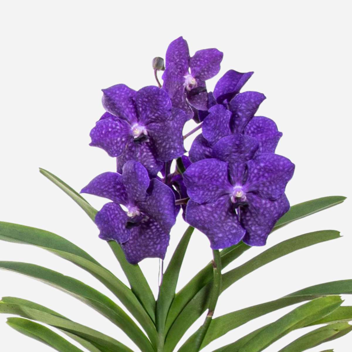 Vanda Orkidé - Vanda 'Blue' - Höjd 55-65Cm