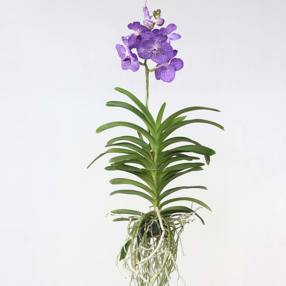 Vanda Orkidé - Vanda 'Magic Royal Blue' - Höjd 55-65Cm