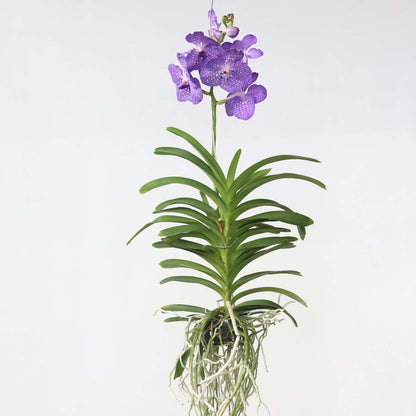 Vanda Orkidé - Vanda 'Magic Royal Blue' - Höjd 55-65Cm