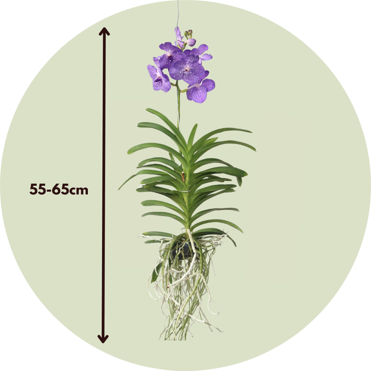 Vanda Orkidé - Vanda 'Magic Royal Blue' - Höjd 55-65Cm