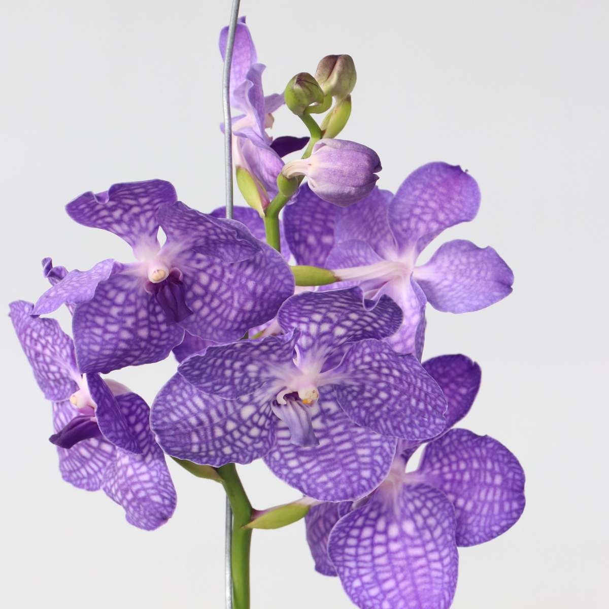 Vanda Orkidé - Vanda 'Magic Royal Blue' - Höjd 55-65Cm