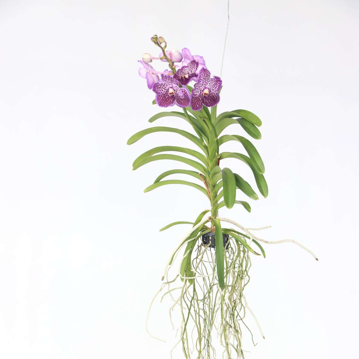 Florastore Vanda Orkidé - Vanda 'Lilac Beauty' - Höjd 85-95Cm