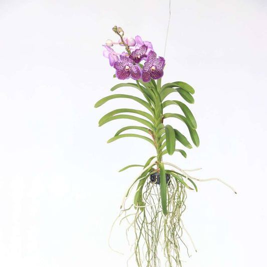 Florastore Vanda Orkidé - Vanda 'Lilac Beauty' - Höjd 85-95Cm