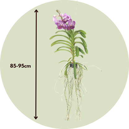 Vanda Orkidé - Vanda 'Lilac Beauty' - Höjd 85-95Cm
