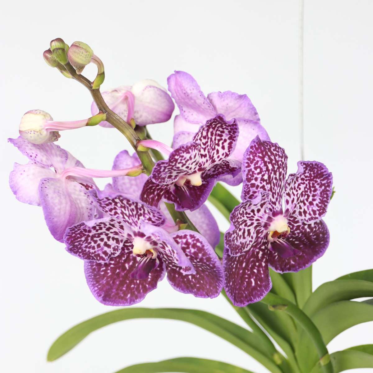 Vanda Orkidé - Vanda 'Lilac Beauty' - Höjd 85-95Cm
