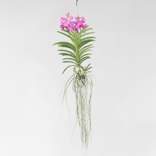 Vanda Orkidé - Vanda 'Pink' - Höjd 45-55Cm