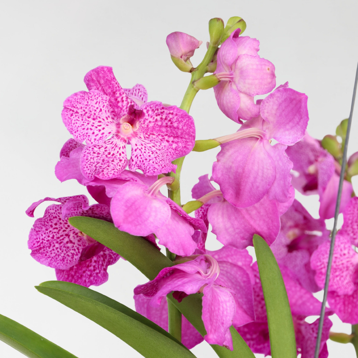Vanda Orkidé - Vanda 'Pink' - Höjd 45-55Cm