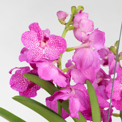 Vanda Orkidé - Vanda 'Pink' - Höjd 45-55Cm