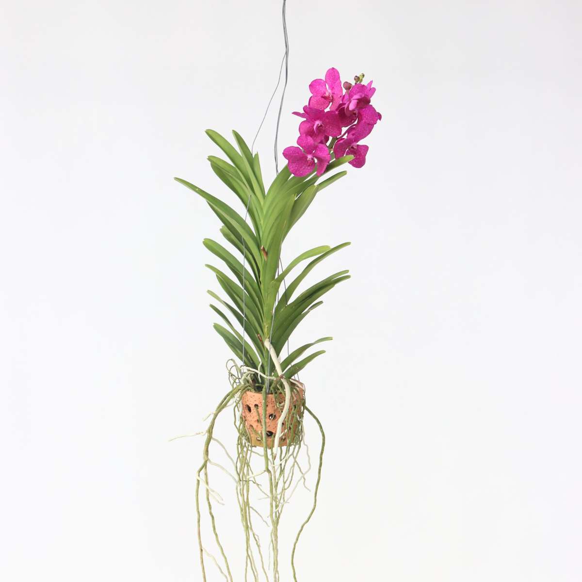 Florastore Vanda Orkidé - Vanda 'Pink' - Höjd 45-55Cm - ⌀12Cm