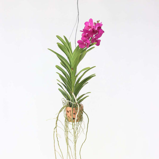 Florastore Vanda Orkidé - Vanda 'Pink' - Höjd 45-55Cm - ⌀12Cm