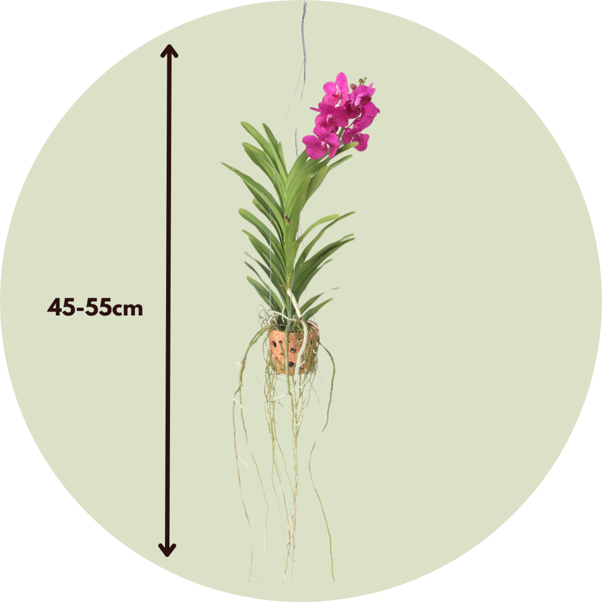 Vanda Orkidé - Vanda 'Pink' - Höjd 45-55Cm - ⌀12Cm
