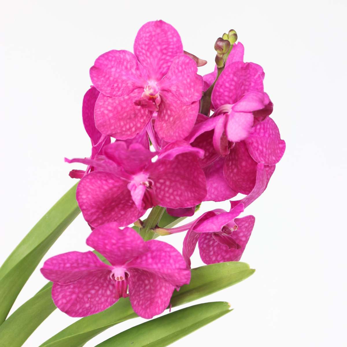Vanda Orkidé - Vanda 'Pink' - Höjd 45-55Cm - ⌀12Cm