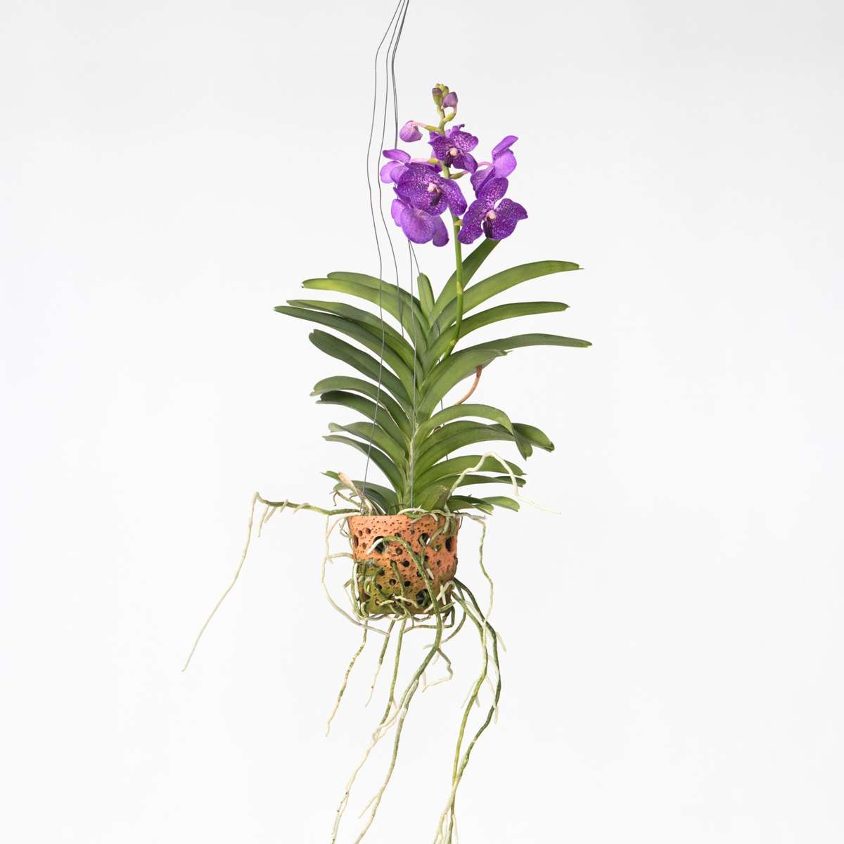 Vanda Orkidé - Vanda 'Blue' - Höjd 45-55Cm - ⌀12Cm