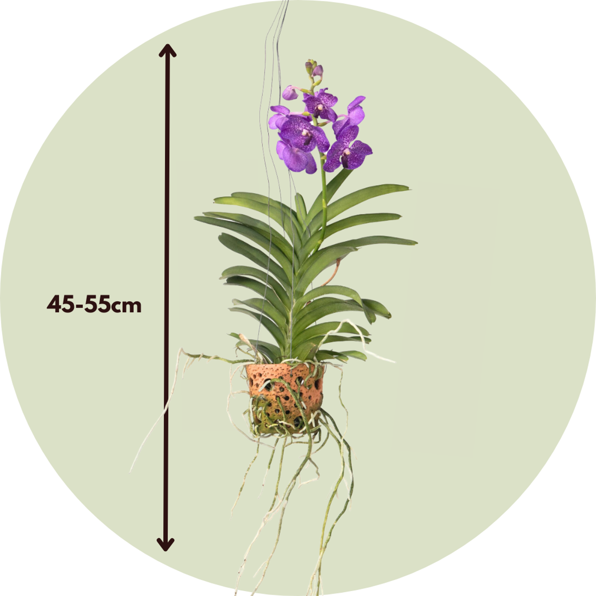 Vanda Orkidé - Vanda 'Blue' - Höjd 45-55Cm - ⌀12Cm