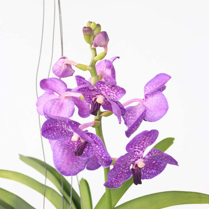 Vanda Orkidé - Vanda 'Blue' - Höjd 45-55Cm - ⌀12Cm