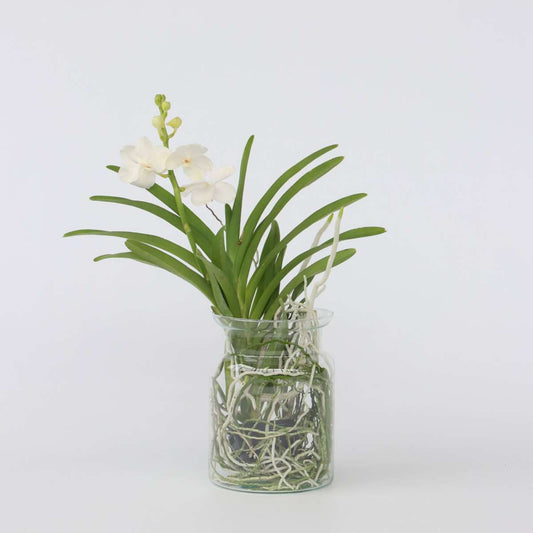Florastore Vanda Orkidé - Vanda 'White' - Höjd 40-50Cm - ⌀14Cm