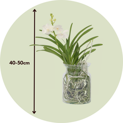 Vanda Orkidé - Vanda 'White' - Höjd 40-50Cm - ⌀14Cm