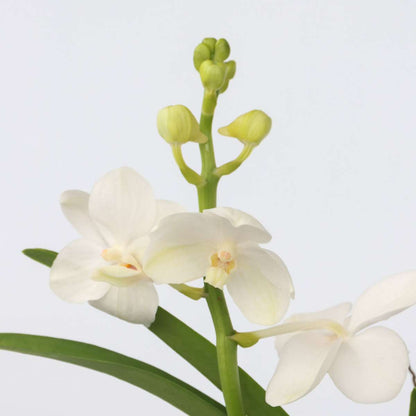 Vanda Orkidé - Vanda 'White' - Höjd 40-50Cm - ⌀14Cm
