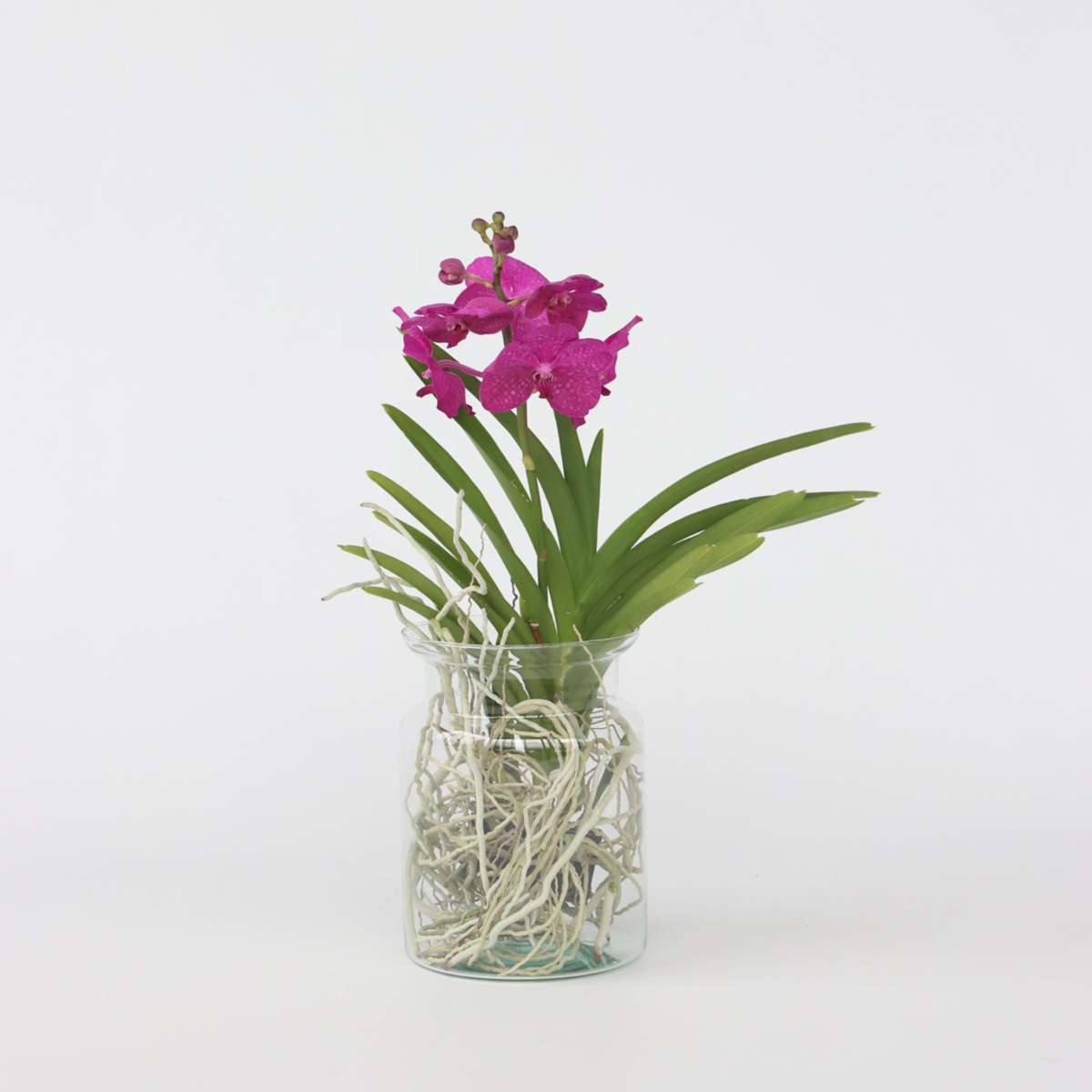 Vanda Orkidé - Vanda 'Cerise' - Höjd 40-50Cm - ⌀14Cm