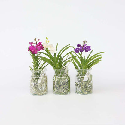 Vanda Orkidé - Vanda 'Cerise' - Höjd 40-50Cm - ⌀14Cm