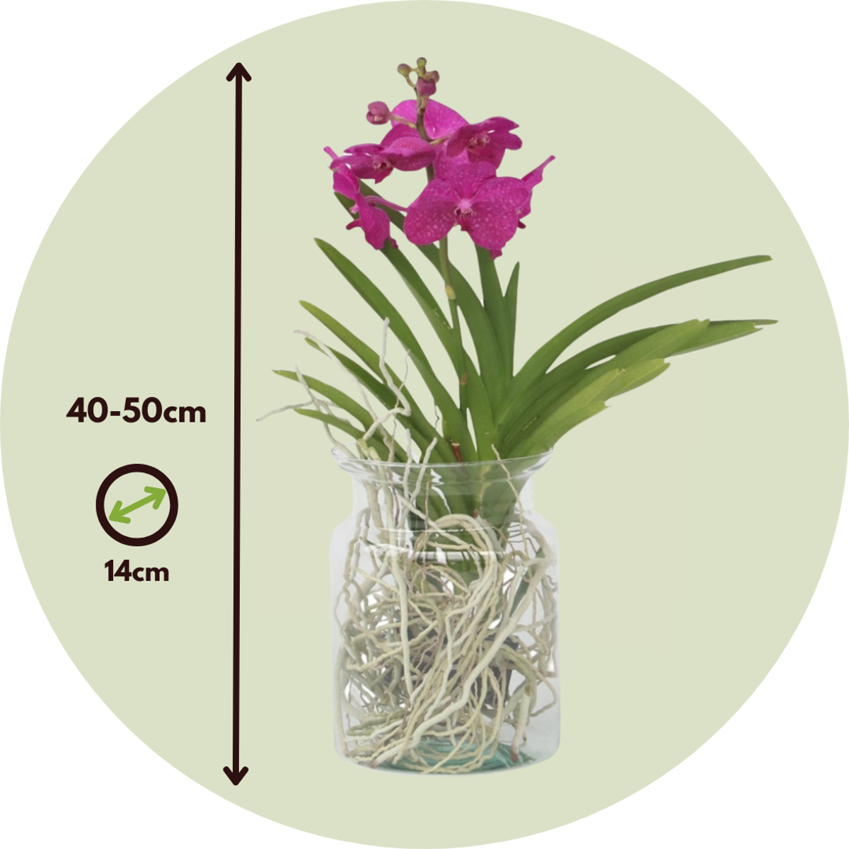 Vanda Orkidé - Vanda 'Cerise' - Höjd 40-50Cm - ⌀14Cm