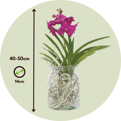 Vanda Orkidé - Vanda 'Cerise' - Höjd 40-50Cm - ⌀14Cm