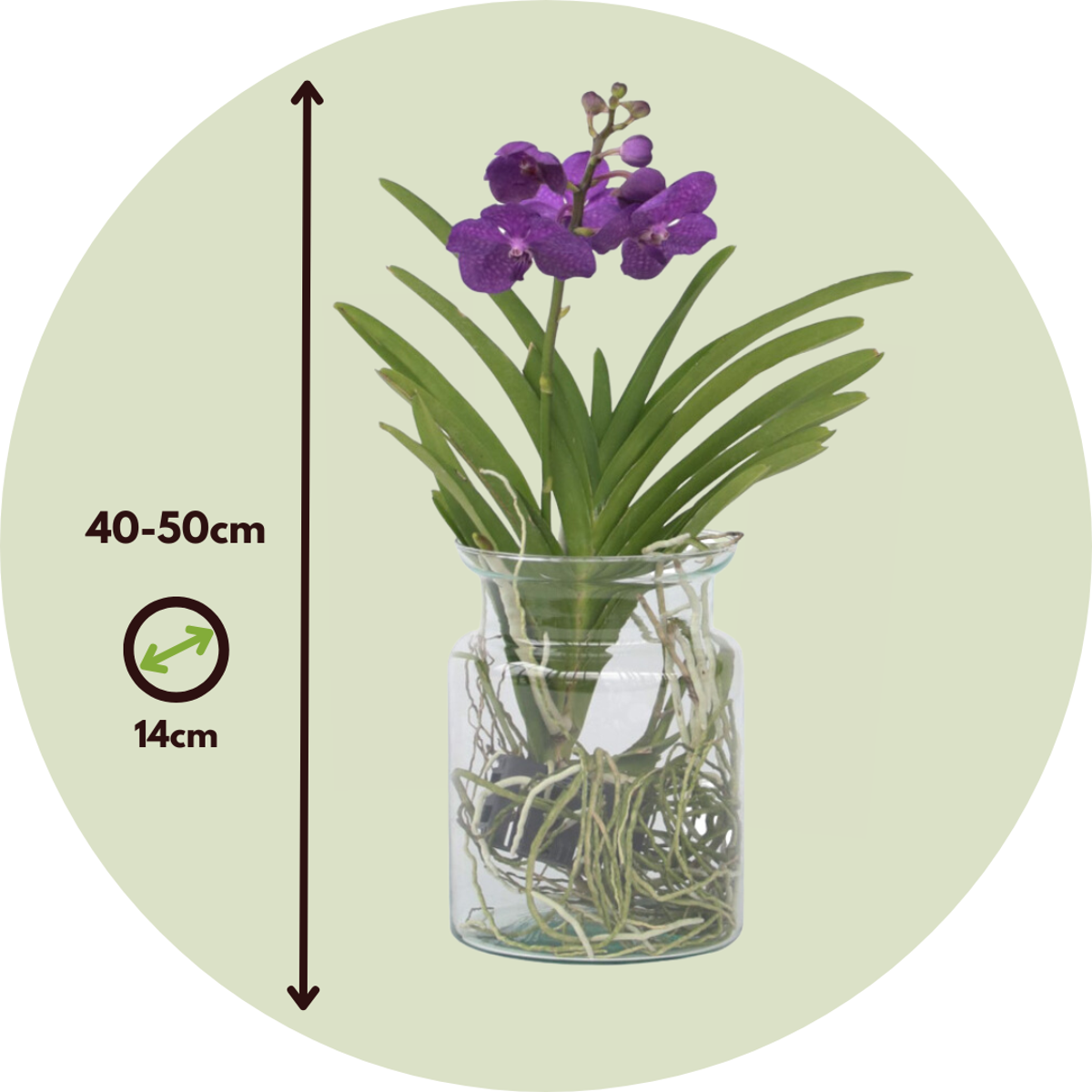 Vanda Orkidé - Vanda 'Blue' - Höjd 40-50Cm - ⌀14Cm