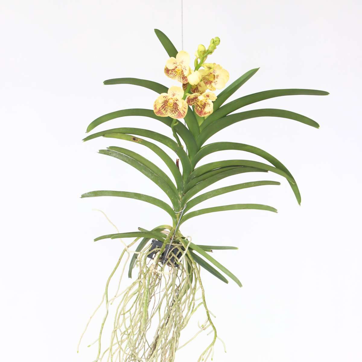 Florastore Vanda Orkidé - Vanda 'Sunanda Yellow Henna' - Höjd 65-75Cm