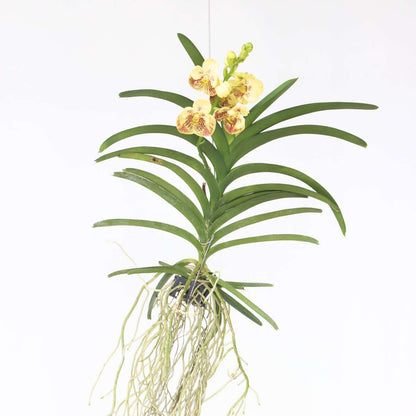 Vanda Orkidé - Vanda 'Sunanda Yellow Henna' - Höjd 65-75Cm