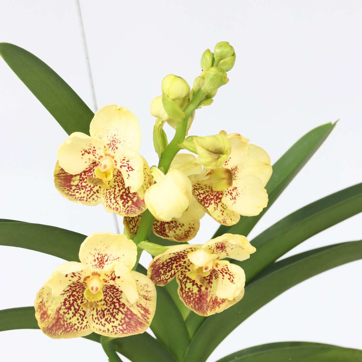 Vanda Orkidé - Vanda 'Sunanda Yellow Henna' - Höjd 65-75Cm