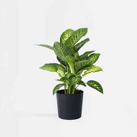 Florastore Prickblad - Dieffenbachia 'Tropic' - Höjd 70-80Cm - ⌀24Cm
