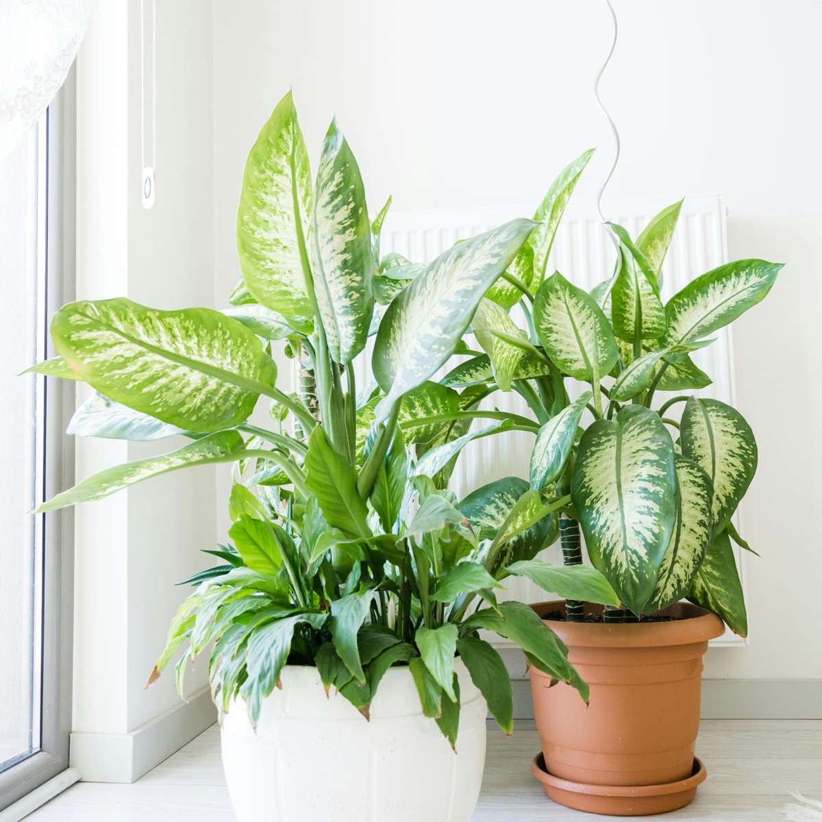 Other Green Houseplants Prickblad - Dieffenbachia 'Tropic' - Höjd 70-80Cm - ⌀24Cm