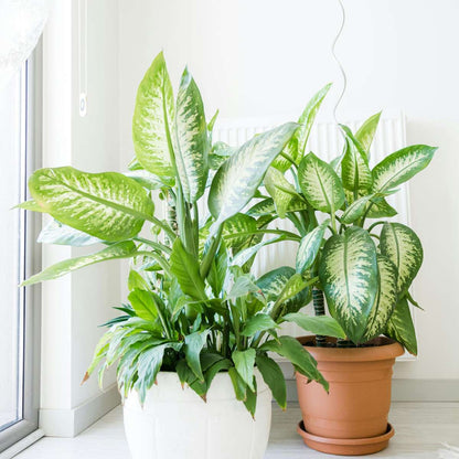 Other Green Houseplants Prickblad - Dieffenbachia 'Tropic' - Höjd 70-80Cm - ⌀24Cm