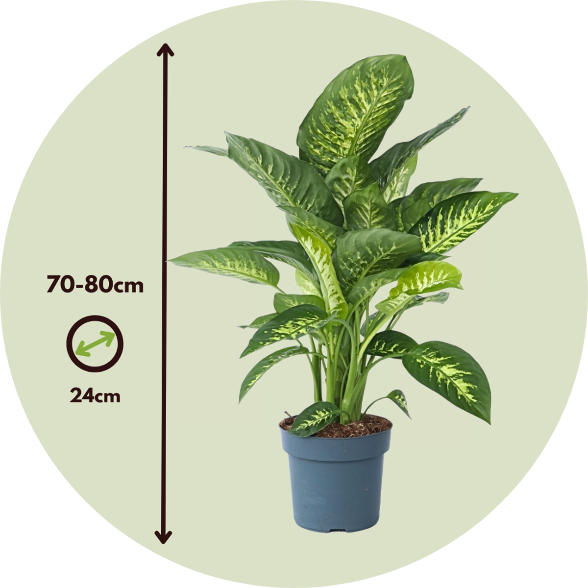 Other Green Houseplants Prickblad - Dieffenbachia 'Tropic' - Höjd 70-80Cm - ⌀24Cm