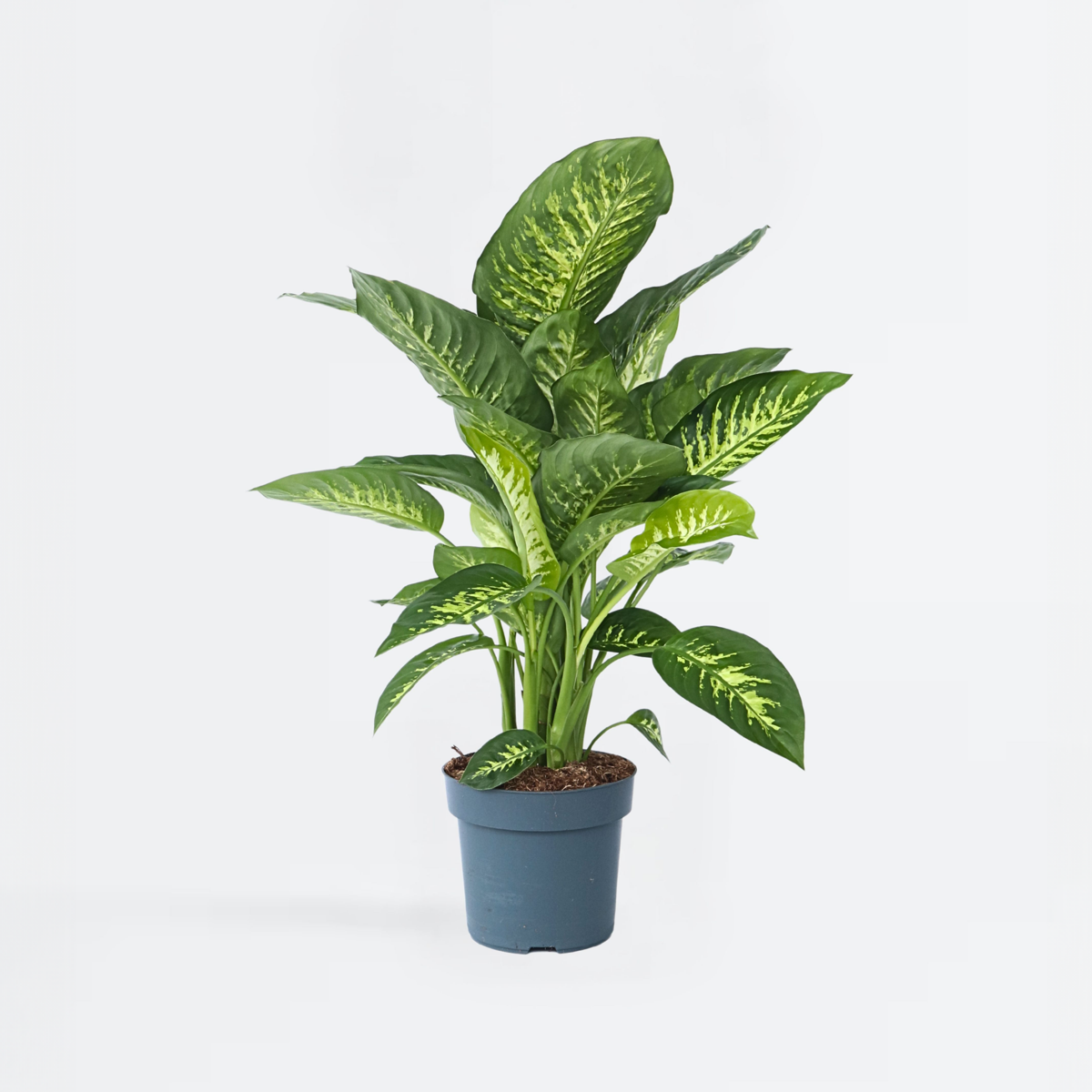 Other Green Houseplants Prickblad - Dieffenbachia 'Tropic' - Höjd 70-80Cm - ⌀24Cm