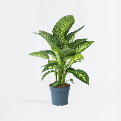 Other Green Houseplants Prickblad - Dieffenbachia 'Tropic' - Höjd 70-80Cm - ⌀24Cm