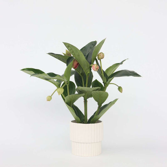 Blooming Houseplants Rosenskärm - Medinilla Magnifica - Höjd 55-60Cm - ⌀17Cm