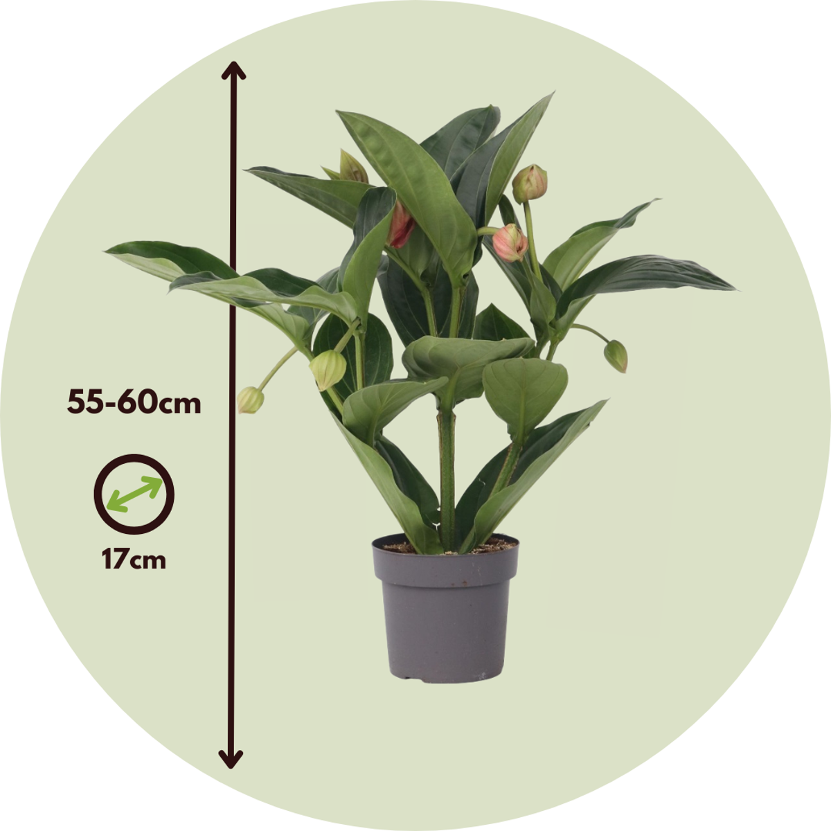 Blooming Houseplants Rosenskärm - Medinilla Magnifica - Höjd 55-60Cm - ⌀17Cm