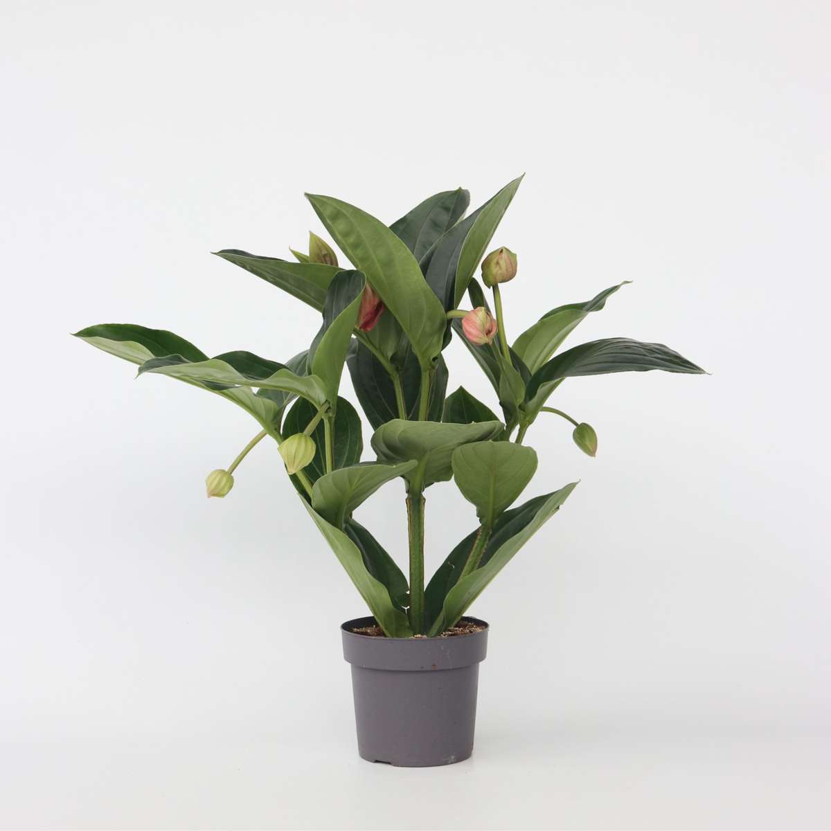 Blooming Houseplants Rosenskärm - Medinilla Magnifica - Höjd 55-60Cm - ⌀17Cm