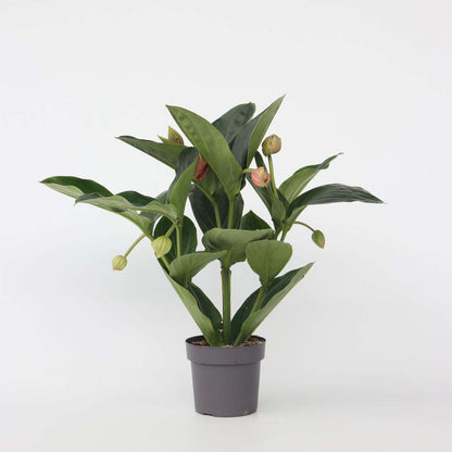 Blooming Houseplants Rosenskärm - Medinilla Magnifica - Höjd 55-60Cm - ⌀17Cm