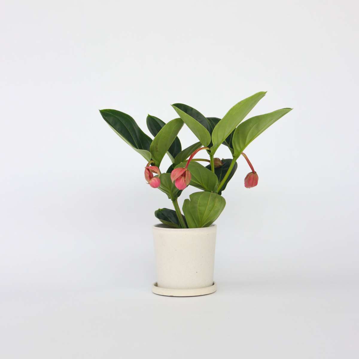 Florastore Rosenskärm - Medinilla Magnifica - Höjd 40-50Cm - ⌀14Cm