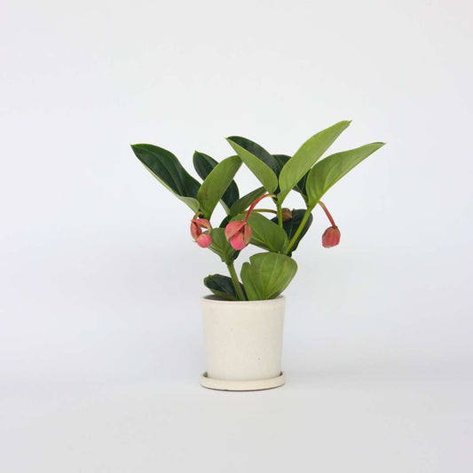 Florastore Rosenskärm - Medinilla Magnifica - Höjd 40-50Cm - ⌀14Cm
