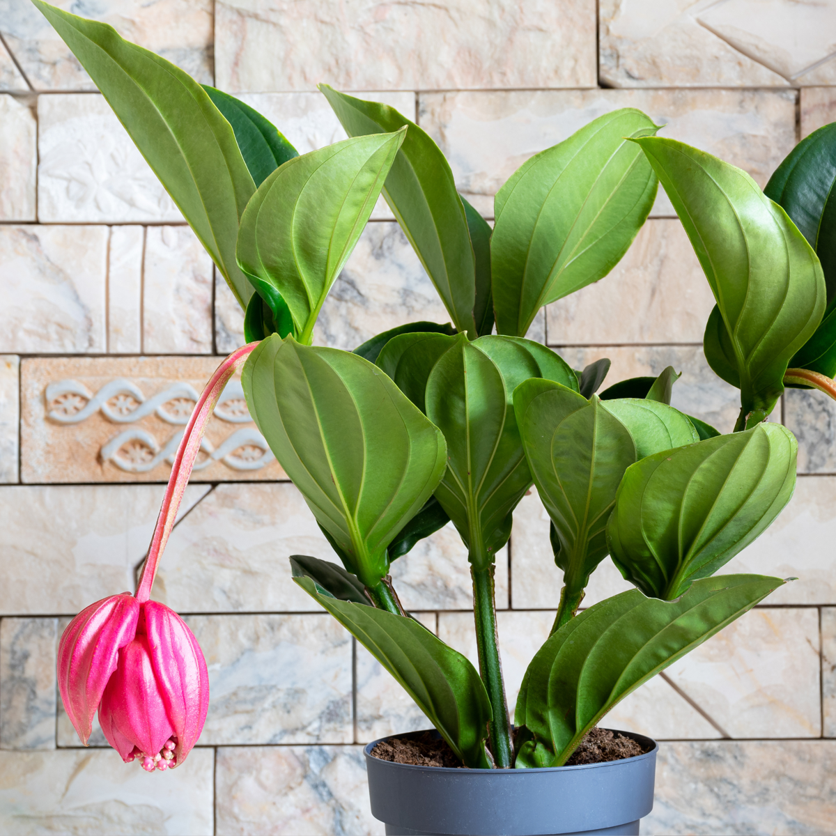 Blooming Houseplants Rosenskärm - Medinilla Magnifica - Höjd 40-50Cm - ⌀14Cm