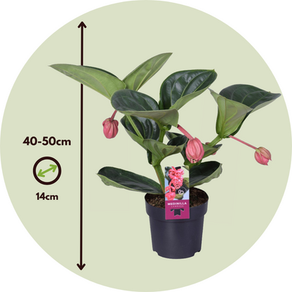 Blooming Houseplants Rosenskärm - Medinilla Magnifica - Höjd 40-50Cm - ⌀14Cm