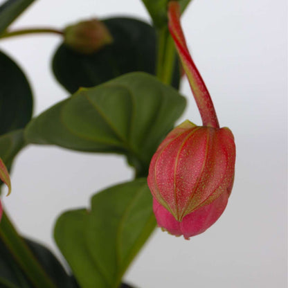 Blooming Houseplants Rosenskärm - Medinilla Magnifica - Höjd 40-50Cm - ⌀14Cm