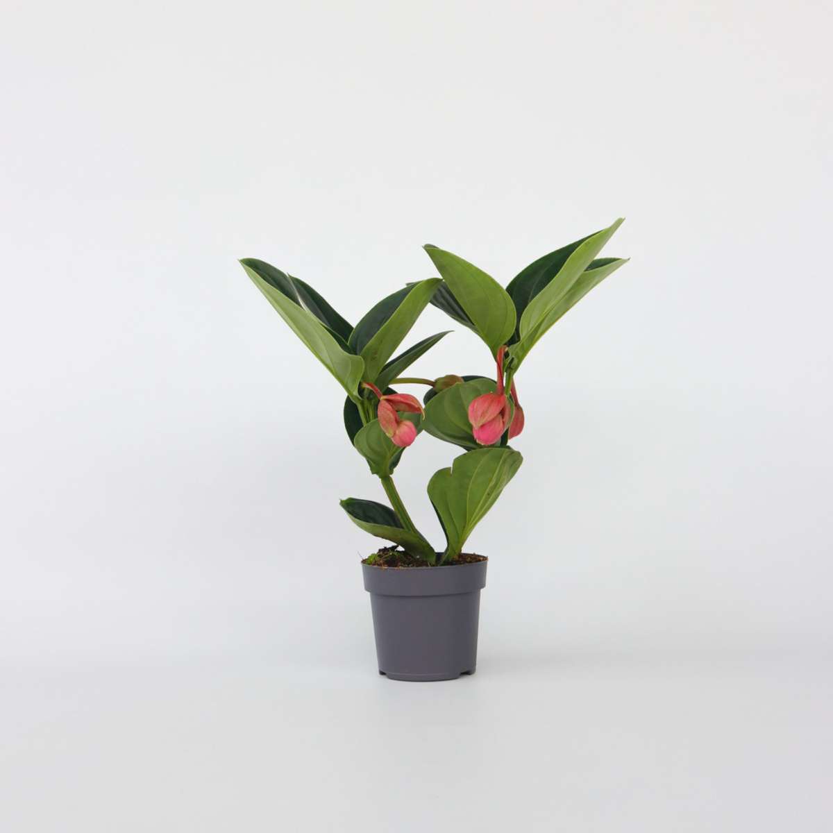 Blooming Houseplants Rosenskärm - Medinilla Magnifica - Höjd 40-50Cm - ⌀14Cm