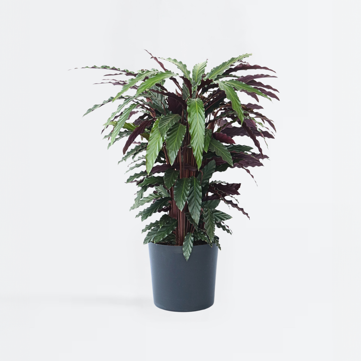 Florastore Påfågelväxt - Kalatea - Calathea 'Wavestar' - Höjd 90Cm - ⌀27Cm